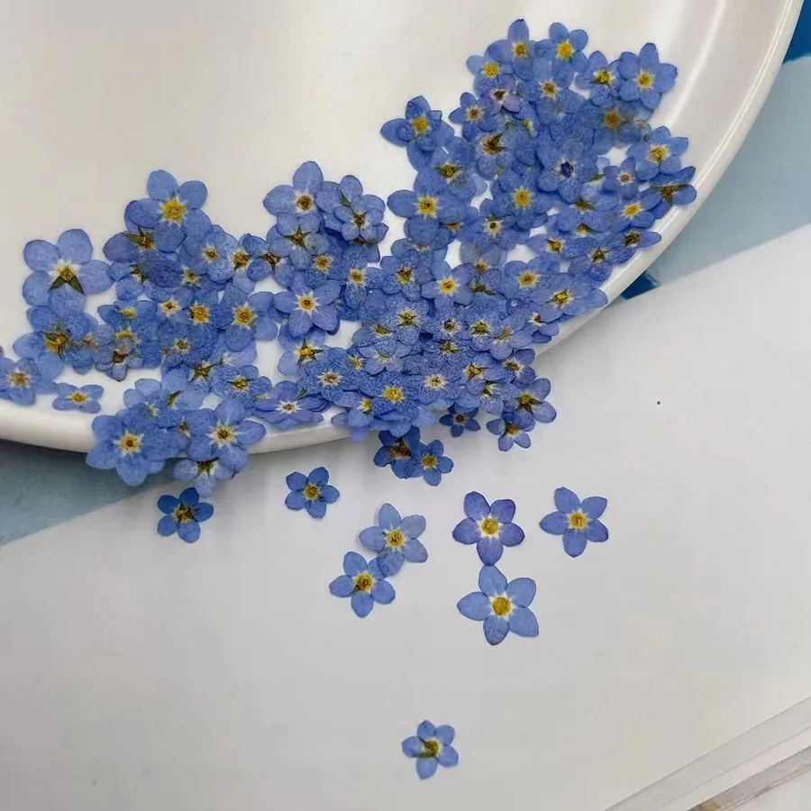 Dried Flower Bookmark - Natural Pressed Dried Blue Forgetmenot Flower
