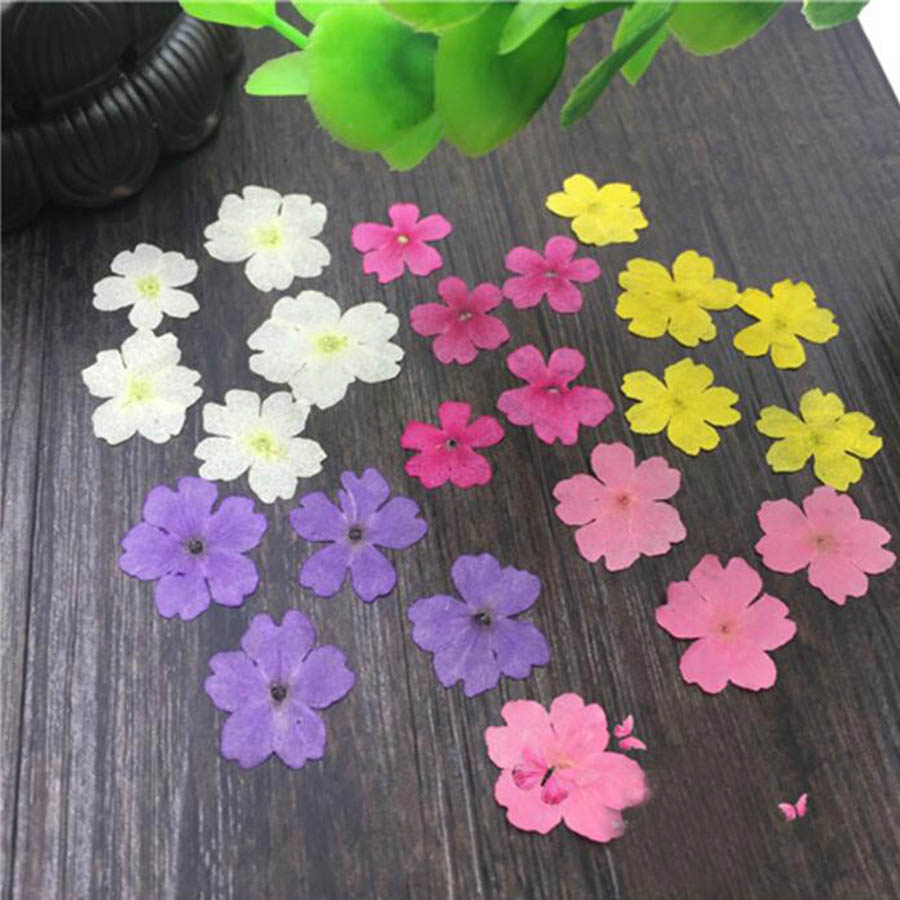 Dried Flower Bookmark - 60pcs 1-2cm Pressed Dried Dyed Verbena