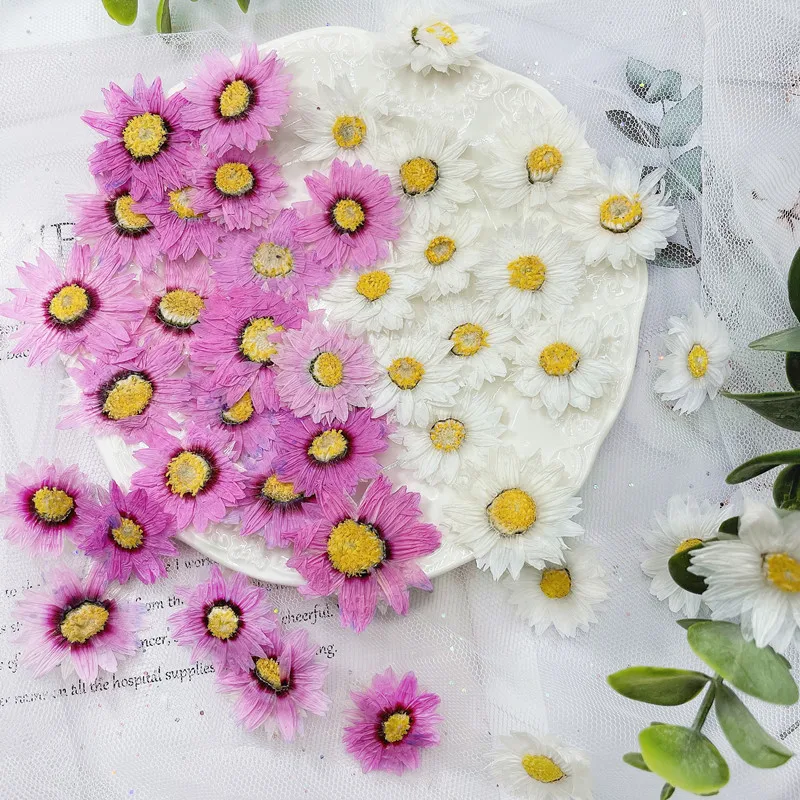 Dried Flower Bookmark - 24pcs/2-4CM,Natural Pressed Flowers petals,Real Dried daisy