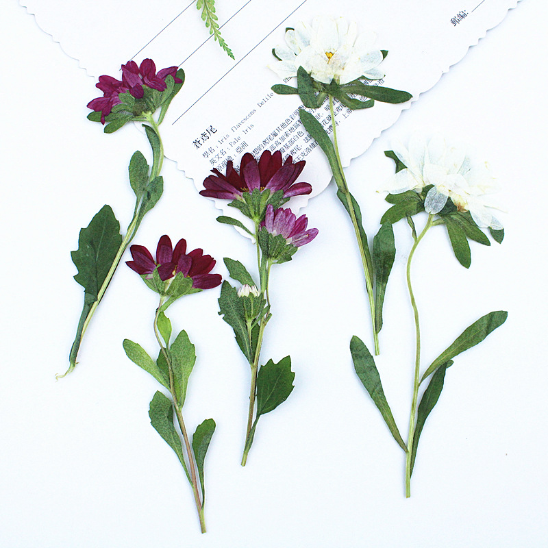 Dried Flower Bookmark - 24pcs,Mini Chrysanthemum Pressed Dried Flowers for