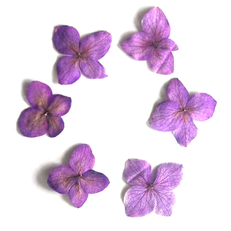 60Pcs Anna Hydrangea Color-Abs - Dried Flower Bookmark review and price