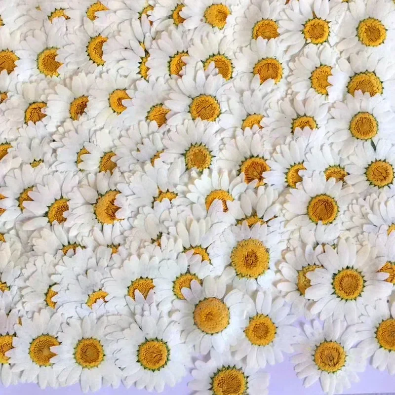 60X Pressed Dried Natural Whit - Dried Flower Bookmark review and price
