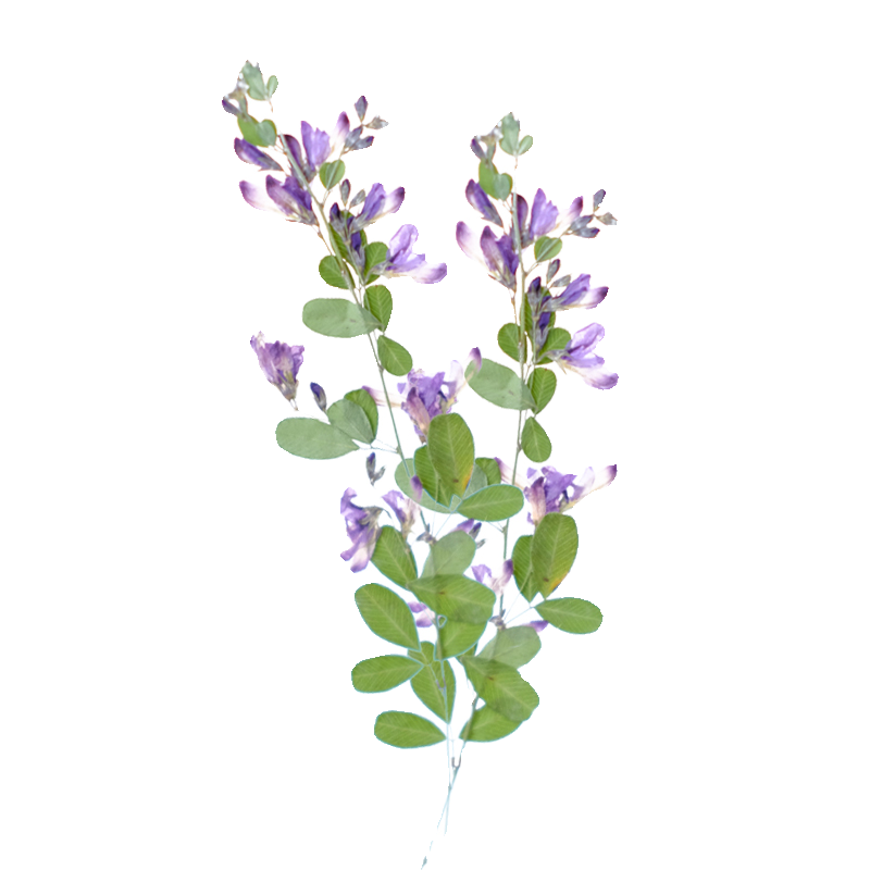 6pcs,nature Lespedeza Formosa  - Dried Flower Bookmark review and price