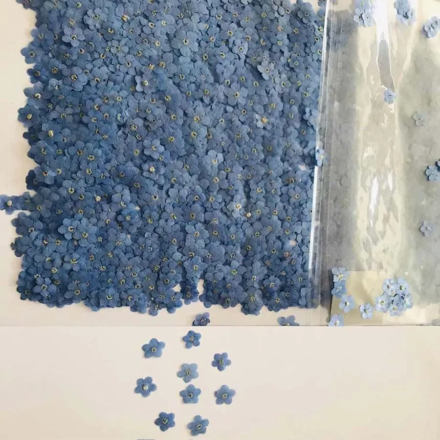 Natural Pressed Dried Blue For - Dried Flower Bookmark review and price