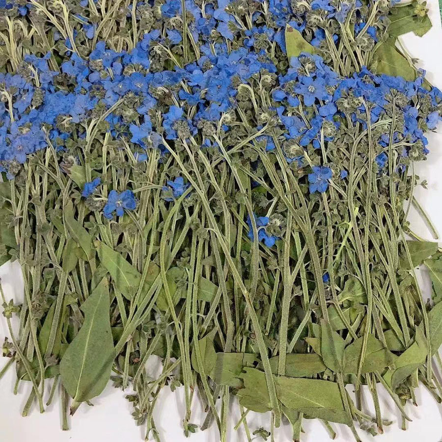 Natural Pressed Dried Blue For - Dried Flower Bookmark review and price
