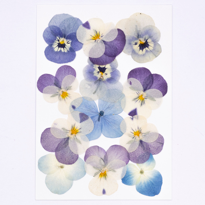 12pcs,Real Viola Cornuta Press - Dried Flower Bookmark review and price