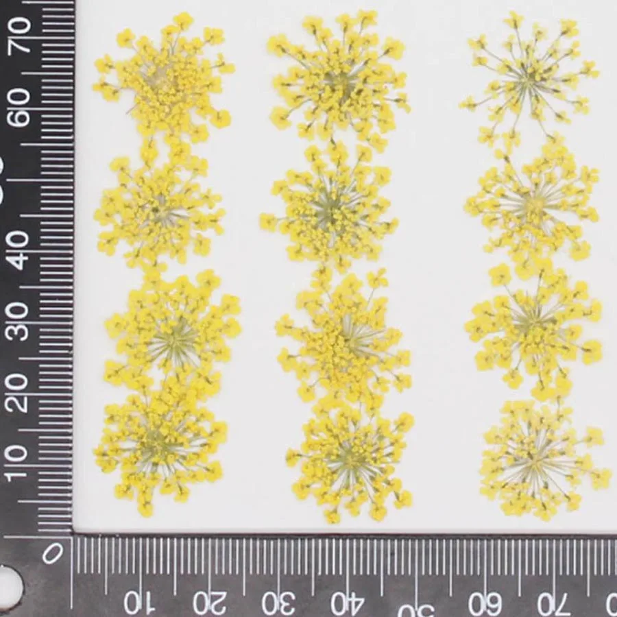 60pcs Pressed Dried 20-25mm Am - Dried Flower Bookmark review and price