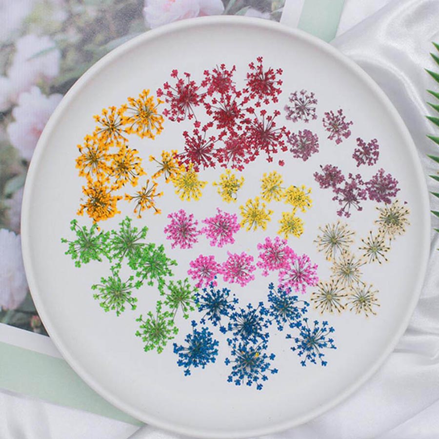 60pcs Pressed Dried 15-20mm Am - Dried Flower Bookmark review and price