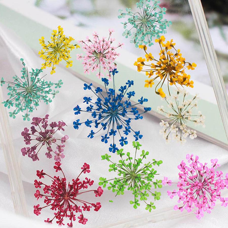60pcs Pressed Dried 15-20mm Am - Dried Flower Bookmark review and price