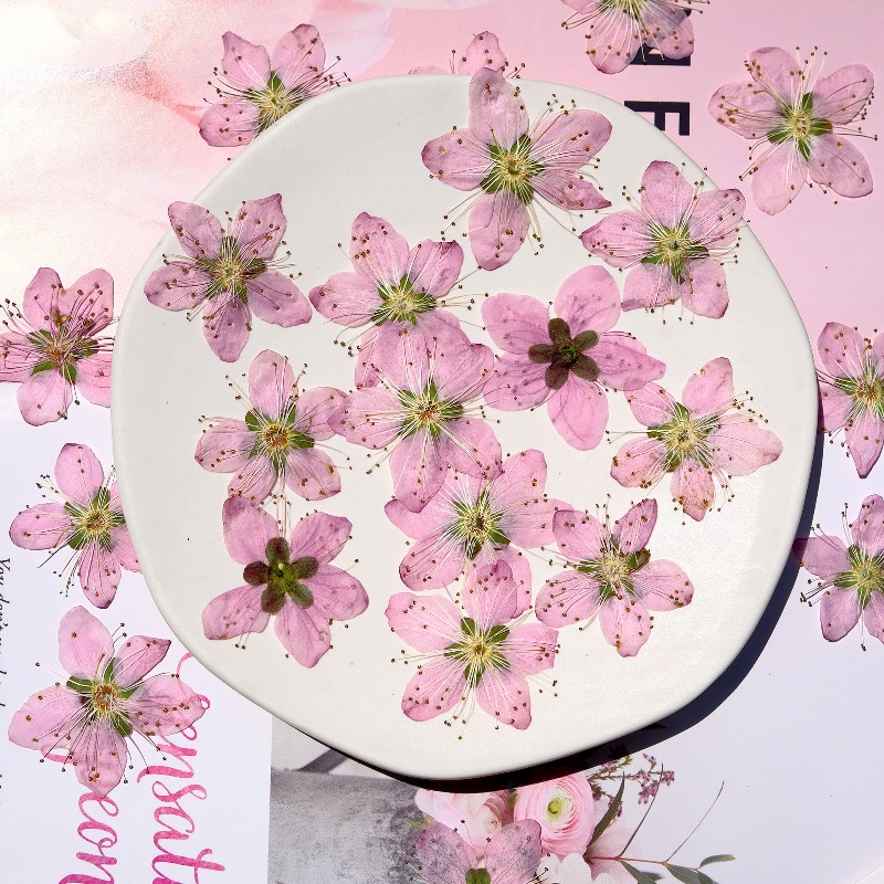 3-4cm./6pcs,Pink Peach Blossom - Dried Flower Bookmark review and price