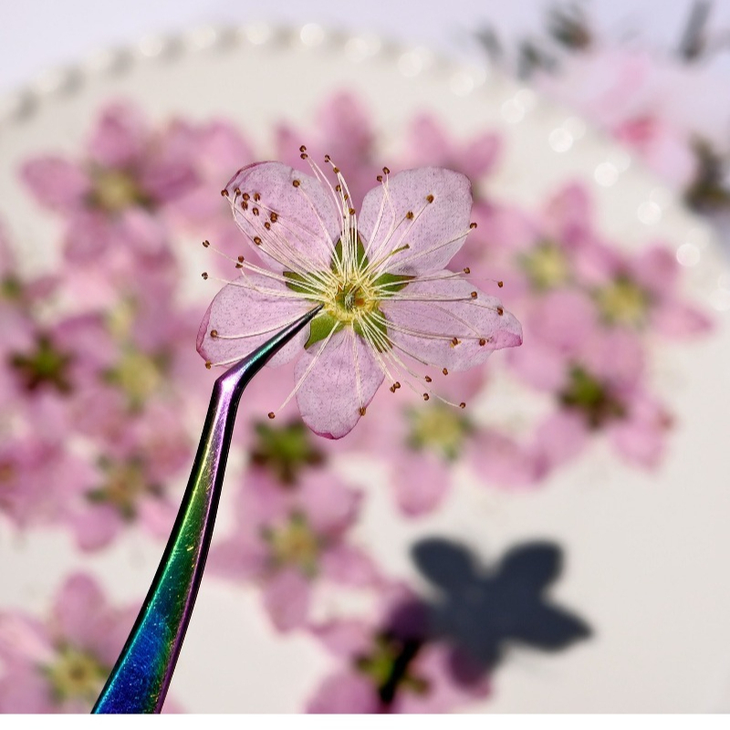 3-4cm./6pcs,Pink Peach Blossom - Dried Flower Bookmark review and price