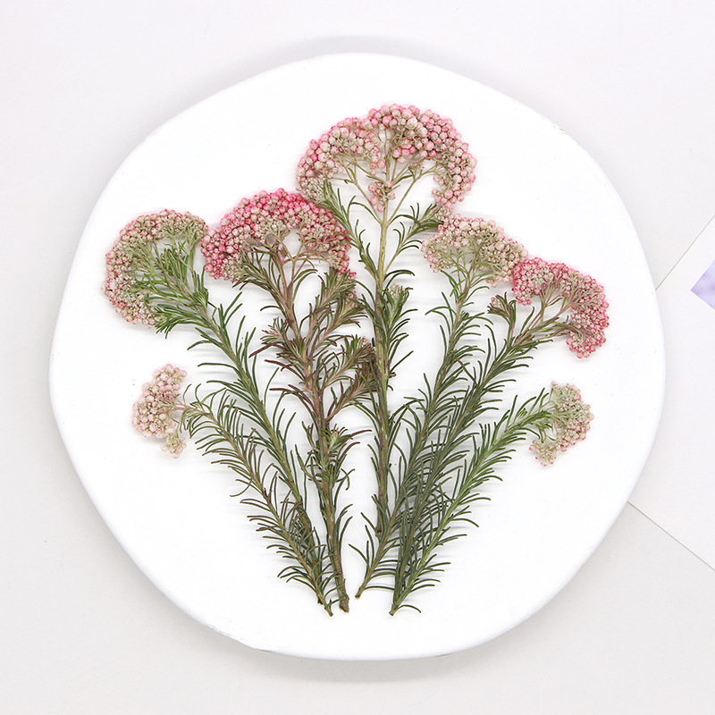 12pcs, Nature Millet Flower Br - Dried Flower Bookmark review and price