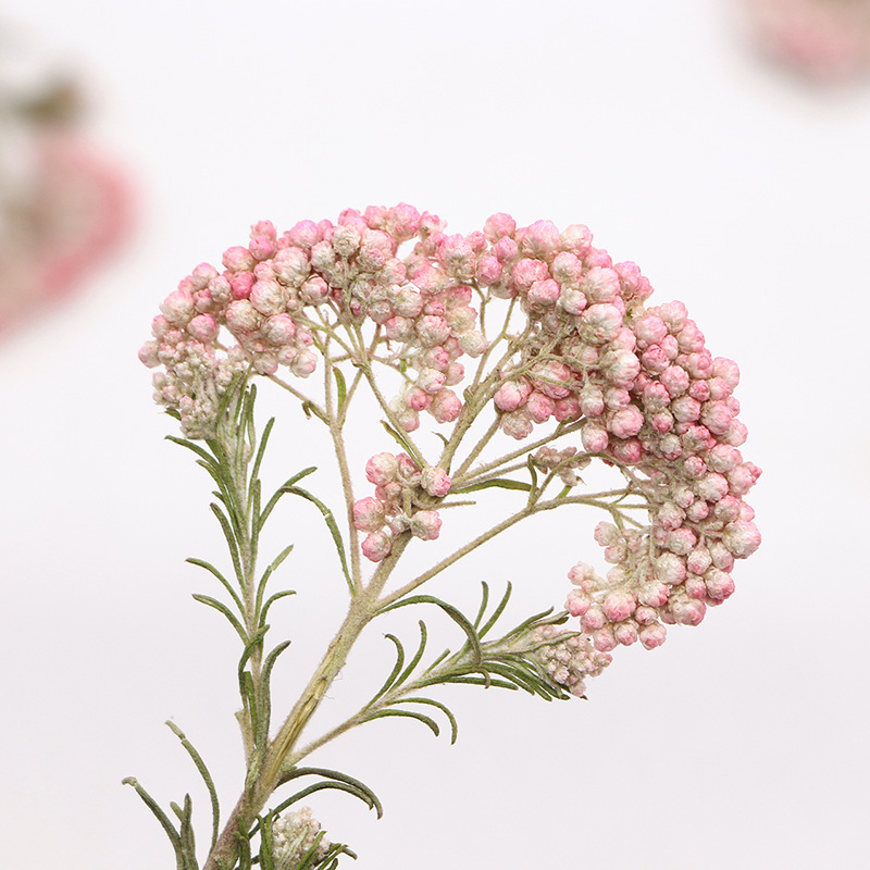 12pcs, Nature Millet Flower Br - Dried Flower Bookmark review and price