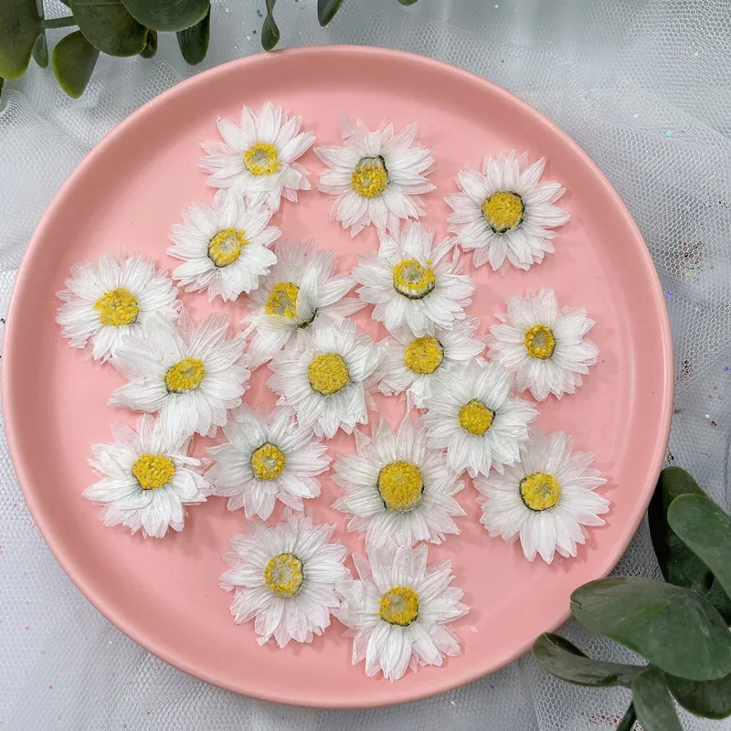 24pcs/2-4CM,Natural Pressed Fl - Dried Flower Bookmark review and price