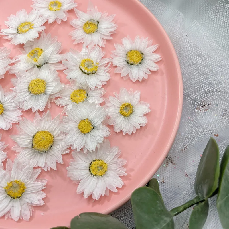 24pcs/2-4CM,Natural Pressed Fl - Dried Flower Bookmark review and price