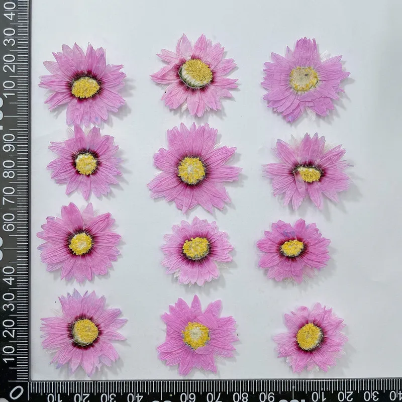 24pcs/2-4CM,Natural Pressed Fl - Dried Flower Bookmark review and price