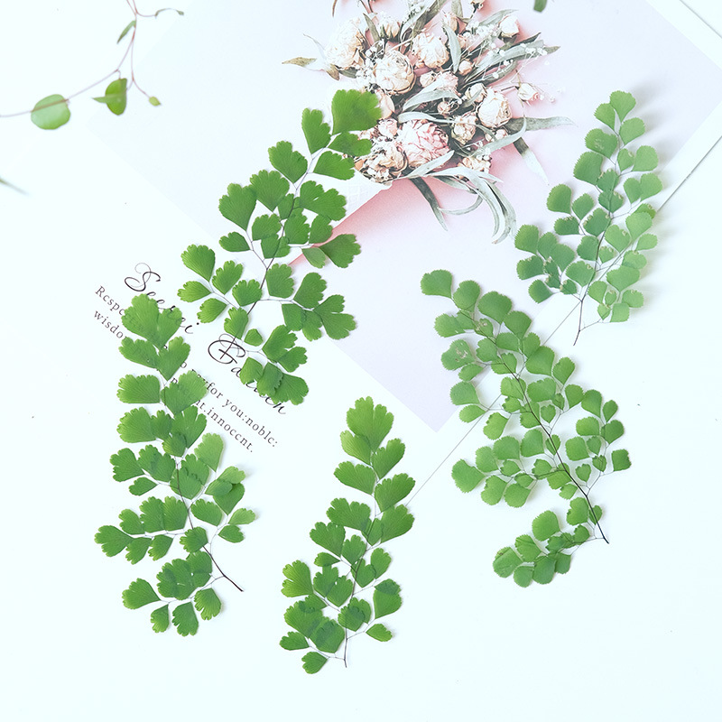 60Pcs Natural Plant Real Flowe - Dried Flower Bookmark review and price