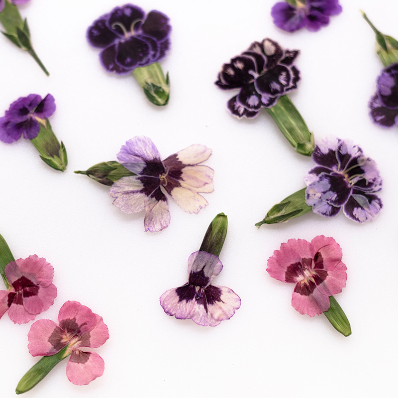 24pcs,Pressed Dried Dianthus F - Dried Flower Bookmark review and price