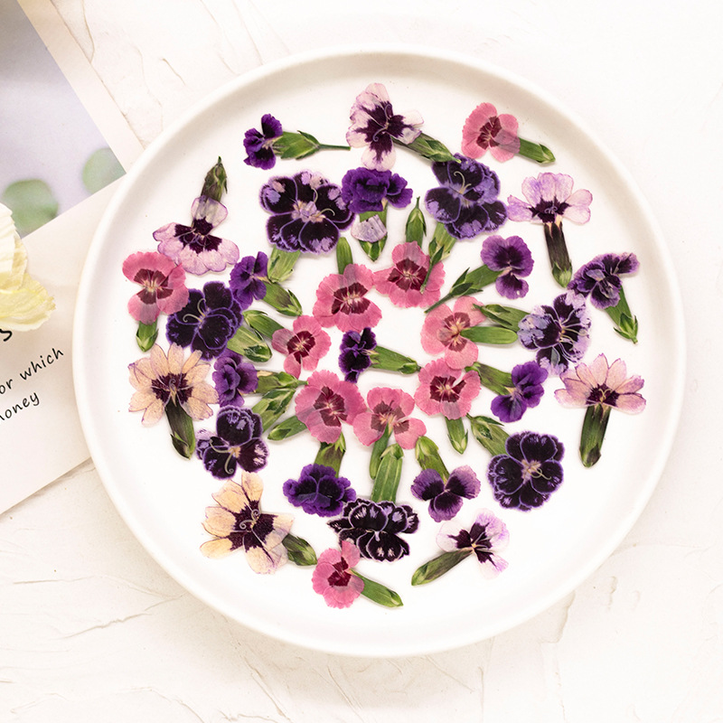 24pcs,Pressed Dried Dianthus F - Dried Flower Bookmark review and price