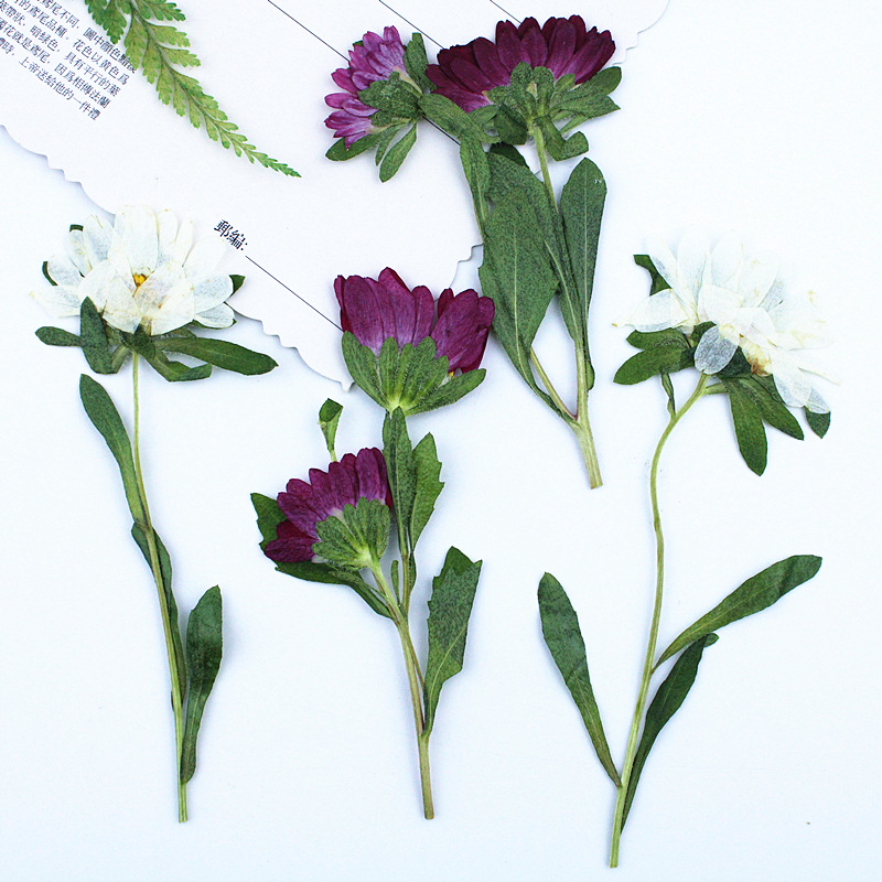 24pcs,Mini Chrysanthemum Press - Dried Flower Bookmark review and price