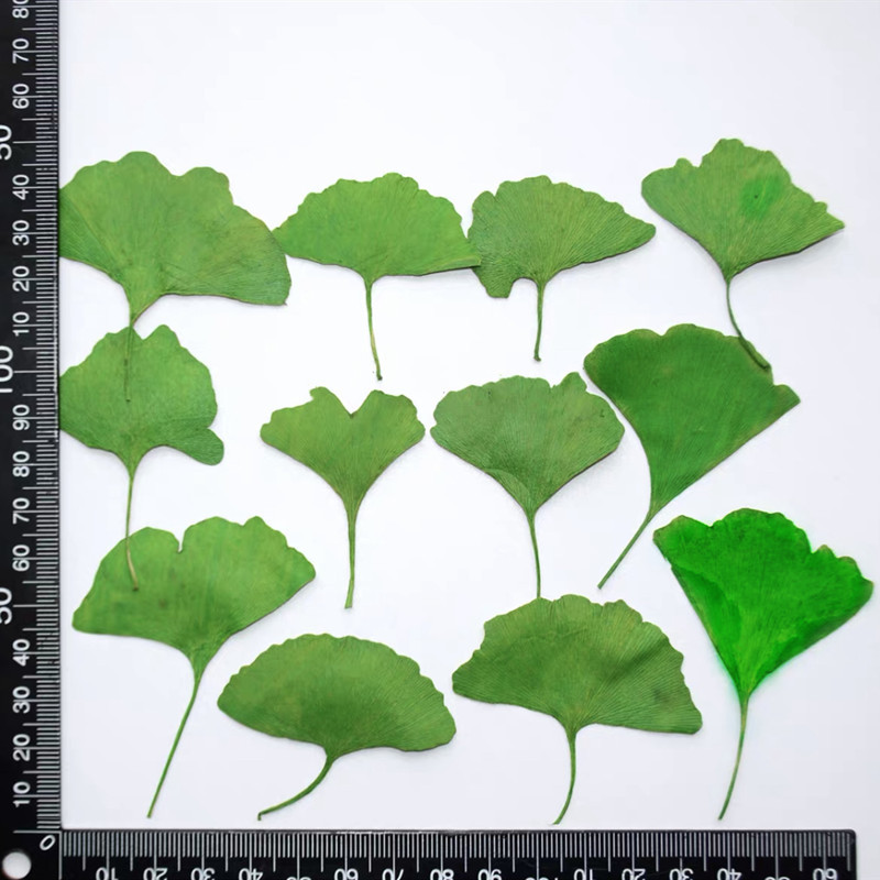 60pcs Pressed Dried Yellow/Gre - Dried Flower Bookmark review and price