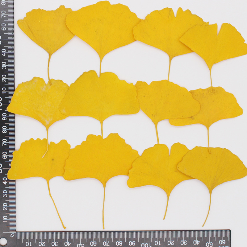 60pcs Pressed Dried Yellow/Gre - Dried Flower Bookmark review and price